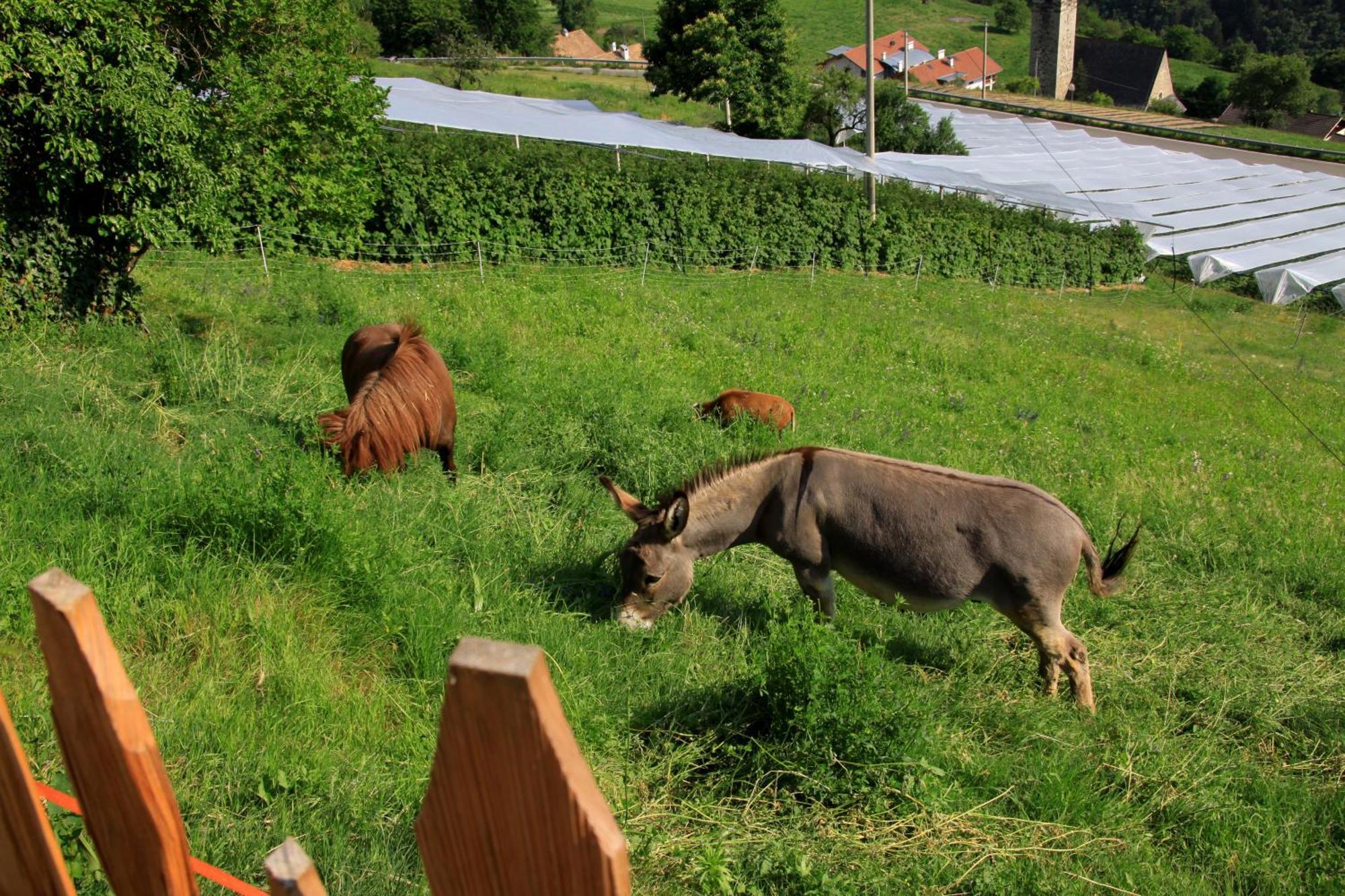 Ausservogelweiderhof Laion Kültér fotó