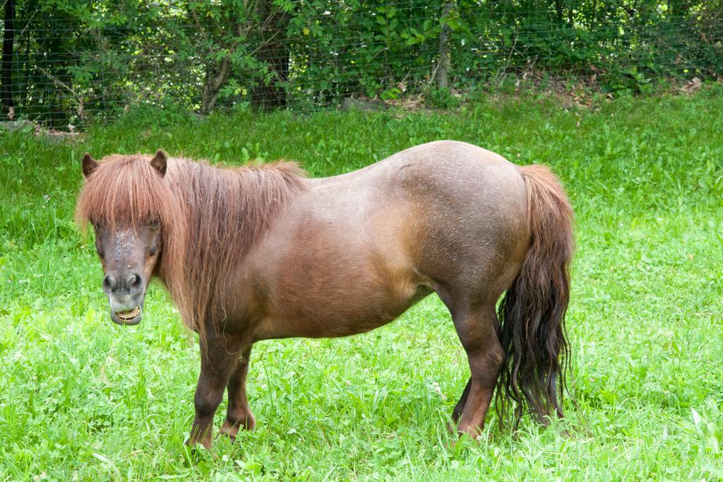 Ausservogelweiderhof Laion Kültér fotó