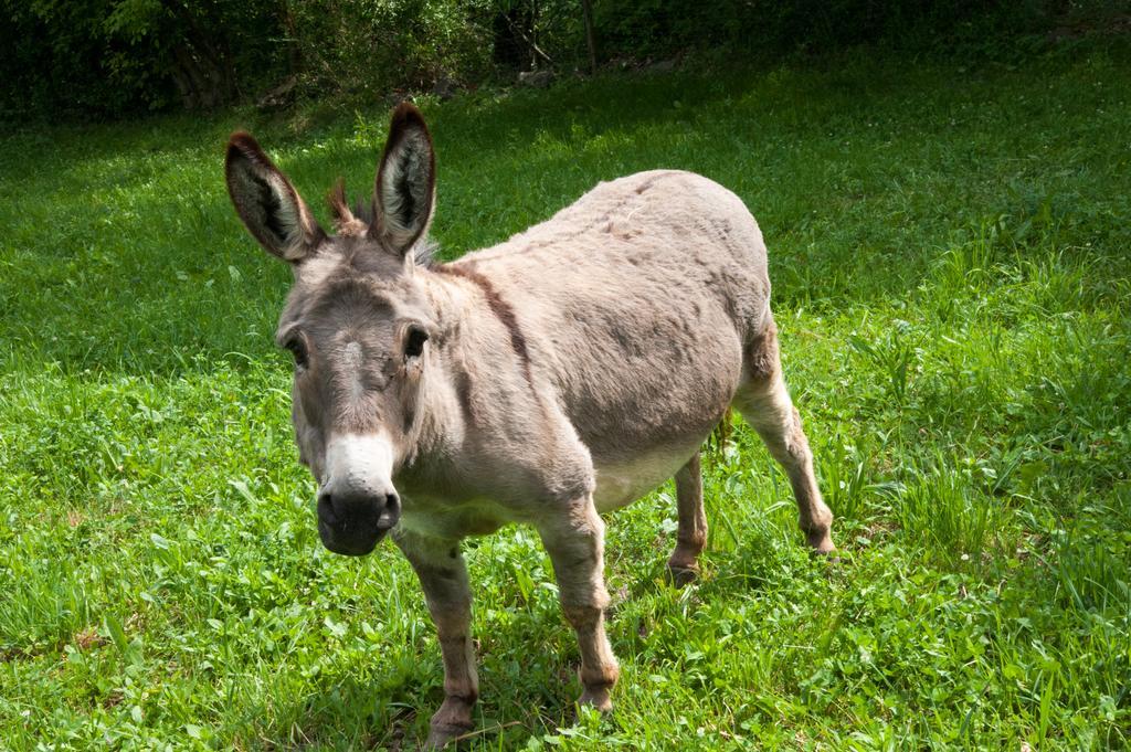 Ausservogelweiderhof Laion Kültér fotó